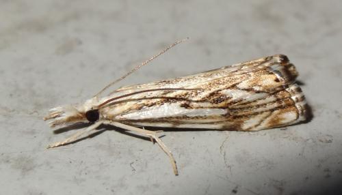 Réf. 187 924 : Catoptria falsella